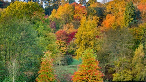 A landscape view of the colour trees from the meadow winkworth arboretum